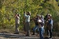 Observing Warbling Vireo 